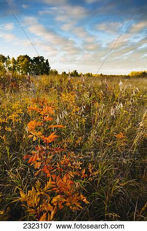 Stock Photo - An orange rose bush in a meadow in autumn; Alberta canada. Fotosearch