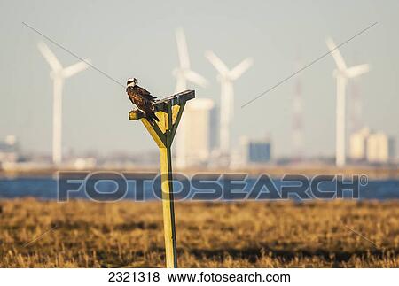 An Osprey (Pandion Haliaetus) Sits On A Manmade Perch In The New Jersey Wetlands With A Wind Farm In The Background; Oceanville New Jersey United States Of America View Large Photo Image Stock Photo - An Osprey (Pandion Haliaetus) Sits On A Manmade Perch In The New Jersey Wetlands With A Wind Farm In The Background; Oceanville New Jersey United States Of America. Fotosearch