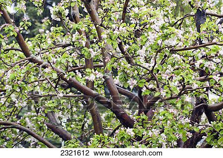 Apple Blossom Tree; Edmonton Alberta Canada View Large Photo Image Stock Image - Apple Blossom Tree; Edmonton Alberta Canada. Fotosearch