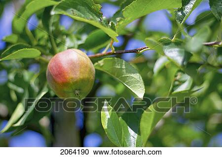 Apple Hanging From Branch In Tree, Ontario View Large Photo Image Stock Image - Apple Hanging From Branch In Tree, Ontario. Fotosearch
