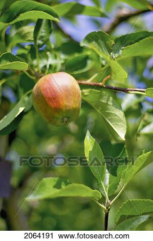Apple Hanging From Branch In Tree View Large Photo Image Stock Image - Apple Hanging From Branch In Tree. Fotosearch