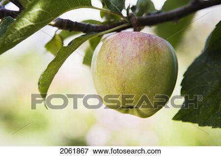 Stock Photo - Apple On Tree, Cypress Street Community Garden, Vancouver, Bc. Fotosearch