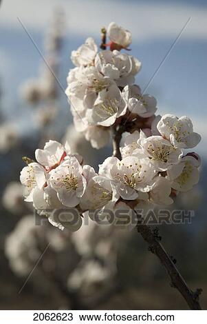 Stock Image - Apricot Blossoms, Okanagan Centre, Bc Canada. Fotosearch