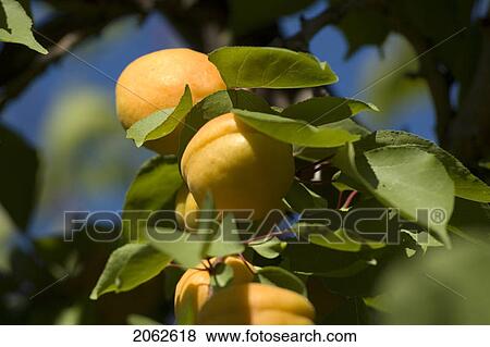 Stock Photo - Apricots In Tree, Okanagan Centre, Bc Canada. Fotosearch