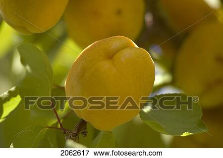 Apricots In Tree, Okanogan Centre, Bc Canada View Large Photo Image Stock Photo - Apricots In Tree, Okanogan Centre, Bc Canada. Fotosearch