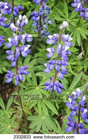 Stock Image - Arctic Lupine (Lupinus arcticus) flowers near Polychrome Pass in Denali National Park, Alaska. Fotosearch
