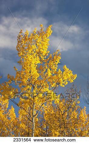 Picture - Aspen autumn foliage along the parks highway just south of fairbanks; Nenana alaska united states of america. Fotosearch
