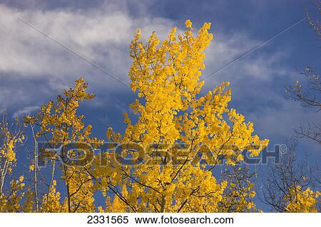 Stock Photography - Aspen autumn foliage along the parks highway just south of fairbanks; Nenana alaska united states of america. Fotosearch
