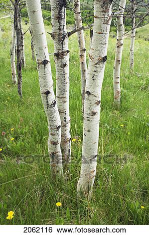 Aspen Forest (Populus Tremuloides) In The Porcupine Hills Near Maycroft, Alberta, Canada View Large Photo Image Stock Photograph - Aspen Forest (Populus Tremuloides) In The Porcupine Hills Near Maycroft, Alberta, Canada. Fotosearch