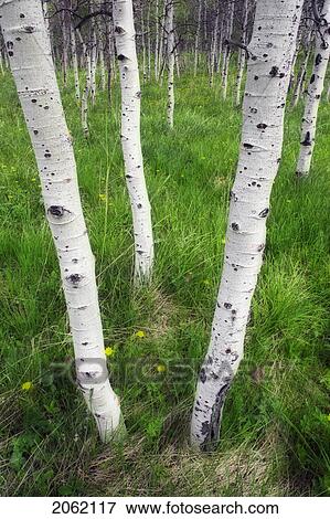 Stock Photo - Aspen Forest (Populus Tremuloides) Near Maycroft, Alberta, Canada. Fotosearch