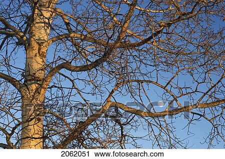 Aspen Tree And Moon - Water Valley, Alberta - Canada View Large Photo Image Stock Image - Aspen Tree And Moon - Water Valley, Alberta - Canada. Fotosearch