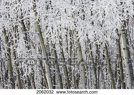Aspen Trees Along The Sibbald Flats Trail - Alberta, Canada View Large Photo Image Stock Image - Aspen Trees Along The Sibbald Flats Trail - Alberta, Canada. Fotosearch