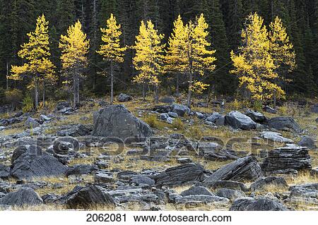 Aspen Trees In Rocks - Medicine Lake - Jasper National Park, Alberta, Canada View Large Photo Image Stock Image - Aspen Trees In Rocks - Medicine Lake - Jasper National Park, Alberta, Canada. Fotosearch