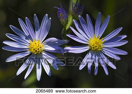 Stock Photo - Aster Flowers. Lake Erie Shoreline, Ontario. Canada.. Fotosearch