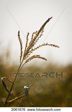 Stock Photograph - Autumn; Close-Up Of Corn Plant In A Corn Maze, Just Outside Regina, Saskatchewan. Fotosearch