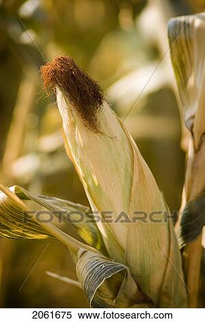 Stock Photography - Autumn; Close-Up Of Ear Of Corn In A Corn Maze, Just Outside Regina, Saskatchewan. Fotosearch