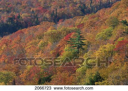 Autumn Color. Cape Breton Highlands National Park. View Large Photo Image Stock Image - Autumn Color. Cape Breton Highlands National Park.. Fotosearch