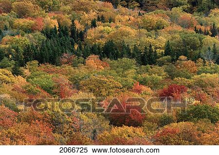 Autumn Color. Cape Breton Highlands National Park. View Large Photo Image Stock Photography - Autumn Color. Cape Breton Highlands National Park.. Fotosearch