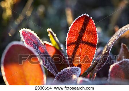 Picture - Autumn coloured foliage in the brooks range gates of the arctic national park northwestern alaska; Alaska united states of america. Fotosearch