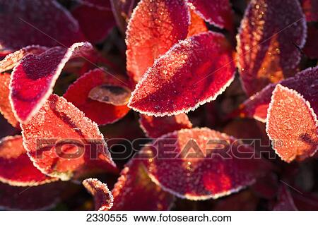 Stock Photography - Autumn coloured foliage in the brooks range gates of the arctic national park northwestern alaska; Alaska united states of america. Fotosearch