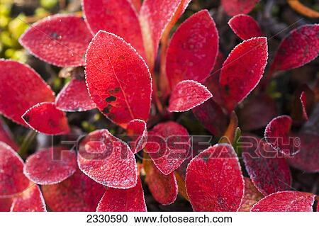 Autumn colours on tundra foliage near the noatak river brooks range gates of the arctic national park northwestern alaska; Alaska united states of america View Large Photo Image Stock Image - Autumn colours on tundra foliage near the noatak river brooks range gates of the arctic national park northwestern alaska; Alaska united states of america. Fotosearch