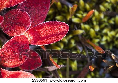 Autumn colours on tundra foliage near the noatak river brooks range gates of the arctic national park northwestern alaska; Alaska united states of america View Large Photo Image Stock Image - Autumn colours on tundra foliage near the noatak river brooks range gates of the arctic national park northwestern alaska; Alaska united states of america. Fotosearch