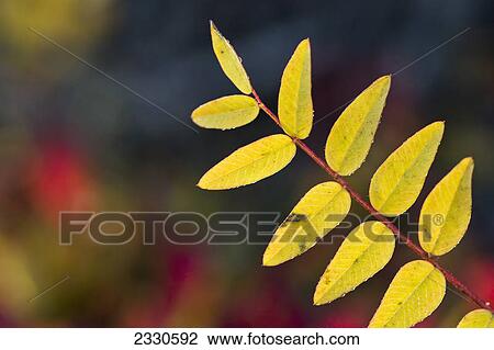 Stock Image - Autumn colours on tundra foliage near the noatak river brooks range gates of the arctic national park northwestern alaska; Alaska united states of america. Fotosearch