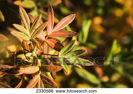 Stock Photo - Autumn colours on tundra foliage near the noatak river brooks range gates of the arctic national park northwestern alaska; Alaska united states of america. Fotosearch