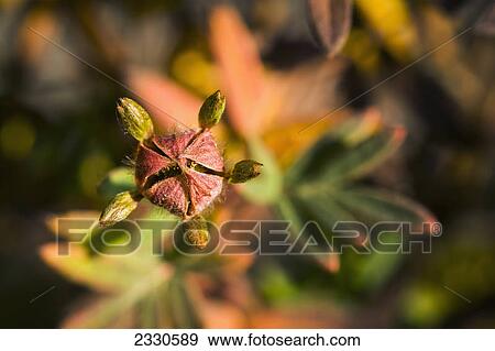 Autumn colours on tundra foliage near the noatak river brooks range gates of the arctic national park northwestern alaska; Alaska united states of america View Large Photo Image Stock Photo - Autumn colours on tundra foliage near the noatak river brooks range gates of the arctic national park northwestern alaska; Alaska united states of america. Fotosearch