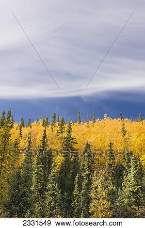 Stock Photo - Autumn foliage and sky detail alongside the steese highway north of fairbanks on a sunny autumn day; Fairbanks interior alaska united states of america. Fotosearch