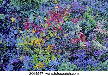 Stock Photo - Autumn Foliage, Including Blueberry Bushes And Kinnikinnik. Fotosearch