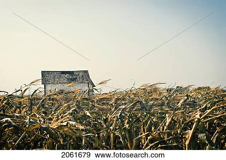 Autumn In A Corn Maze, Just Outside Regina, Saskatchewan View Large Photo Image Stock Photo - Autumn In A Corn Maze, Just Outside Regina, Saskatchewan. Fotosearch