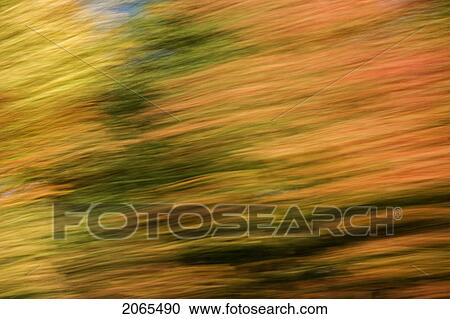 Stock Image - Autumn Maple, Fir And Pine Trees Photographed From A Moving Vehicle. Algonquin Privincial Park, Ontario. Canada.. Fotosearch