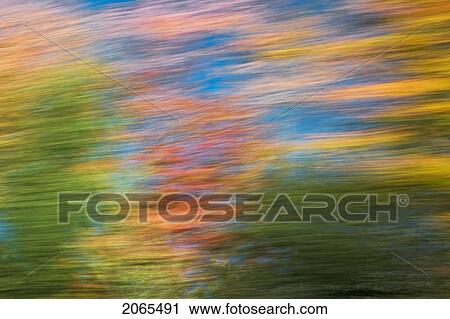 Autumn Maple, Fir And Pine Trees Photographed From A Moving Vehicle. Algonquin Privincial Park, Ontario. Canada. View Large Photo Image Stock Image - Autumn Maple, Fir And Pine Trees Photographed From A Moving Vehicle. Algonquin Privincial Park, Ontario. Canada.. Fotosearch