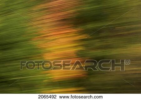 Autumn Maple, Fir And Pine Trees Photographed From A Moving Vehicle. Algonquin Privincial Park, Ontario. Canada. View Large Photo Image Stock Image - Autumn Maple, Fir And Pine Trees Photographed From A Moving Vehicle. Algonquin Privincial Park, Ontario. Canada.. Fotosearch