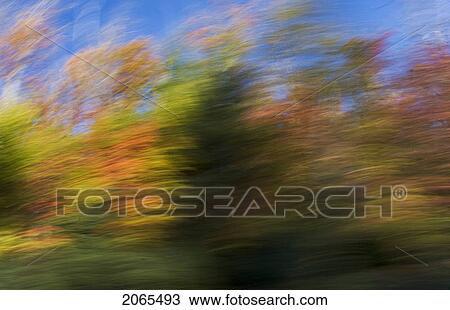 Autumn Maple, Fir And Pine Trees Photographed From A Moving Vehicle. Algonquin Privincial Park, Ontario. Canada. View Large Photo Image Stock Image - Autumn Maple, Fir And Pine Trees Photographed From A Moving Vehicle. Algonquin Privincial Park, Ontario. Canada.. Fotosearch
