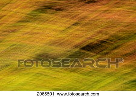 Stock Image - Autumn Maple, Fir And Pine Trees Photographed From A Moving Vehicle. Algonquin Privincial Park, Ontario. Canada.. Fotosearch