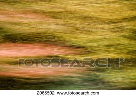 Autumn Maple, Fir And Pine Trees Photographed From A Moving Vehicle. Algonquin Privincial Park, Ontario. Canada. View Large Photo Image Stock Image - Autumn Maple, Fir And Pine Trees Photographed From A Moving Vehicle. Algonquin Privincial Park, Ontario. Canada.. Fotosearch