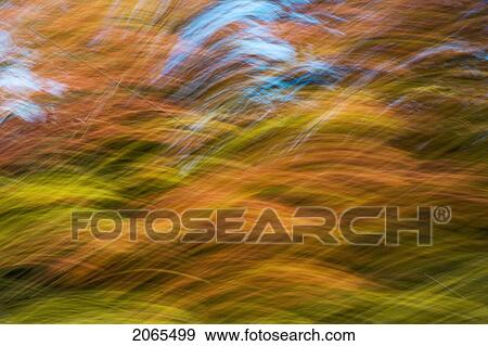 Autumn Maple, Fir And Pine Trees Photographed From A Moving Vehicle. Algonquin Privincial Park, Ontario. Canada. View Large Photo Image Stock Photo - Autumn Maple, Fir And Pine Trees Photographed From A Moving Vehicle. Algonquin Privincial Park, Ontario. Canada.. Fotosearch
