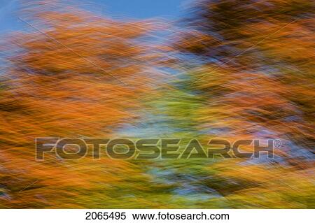 Stock Photography - Autumn Maple, Fir And Pine Trees Photographed From A Moving Vehicle. Algonquin Privincial Park, Ontario. Canada.. Fotosearch