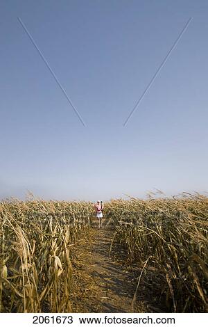 Stock Image - Autumn; Path In A Corn Maze, Just Outside Regina, Saskatchewan. Fotosearch