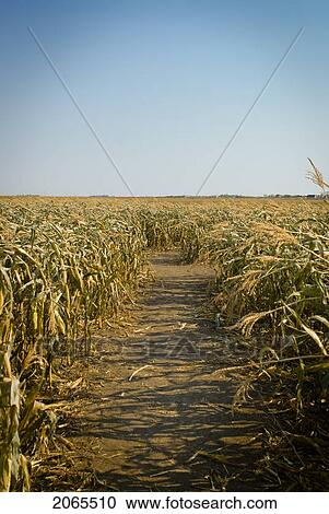 Autumn; Path In A Corn Maze, Just Outside Regina, Saskatchewan View Large Photo Image Stock Image - Autumn; Path In A Corn Maze, Just Outside Regina, Saskatchewan. Fotosearch
