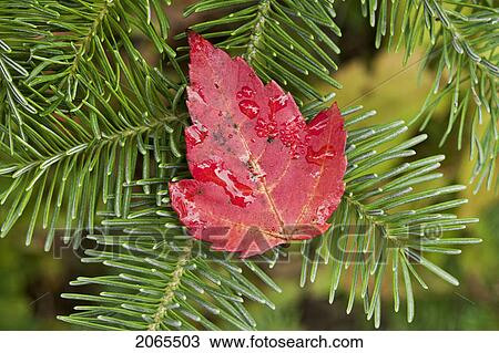 Autumn Red Maple Leaf On Balsam Fir Branch. Algonquin Provincial Park, Ontario. Canada. View Large Photo Image Stock Image - Autumn Red Maple Leaf On Balsam Fir Branch. Algonquin Provincial Park, Ontario. Canada.. Fotosearch