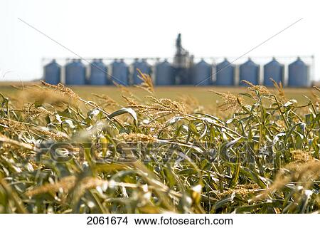 Autumn; Rows Of Steel Bins Beside Corn Maze, Just Outside Regina, Saskatchewan View Large Photo Image Picture - Autumn; Rows Of Steel Bins Beside Corn Maze, Just Outside Regina, Saskatchewan. Fotosearch