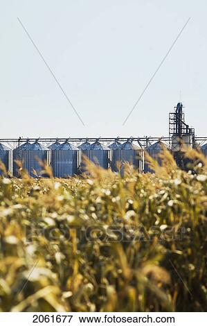 Stock Photo - Autumn, Steel Bins Beside A Corn Maze, Just Outside Regina, Saskatchewan. Fotosearch