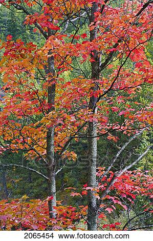 Picture - Autumn Sugar Maple Trees. Algonquin Provincial Park, Ontario. Canada.. Fotosearch