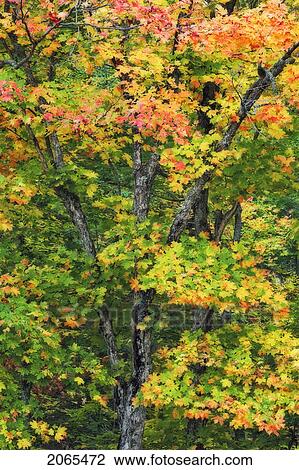 Stock Image - Autumn Sugar Maple Trees. Algonquin Provincial Park, Ontario. Canada.. Fotosearch