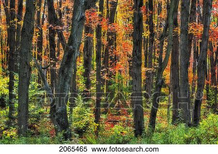 Autumn Sugar Maple, Yellow Birch And Balsam Firtrees. Algonquin Provincial Park, Ontario. Canada. View Large Photo Image Stock Photography - Autumn Sugar Maple, Yellow Birch And Balsam Firtrees. Algonquin Provincial Park, Ontario. Canada.. Fotosearch