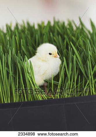 Baby chick in a planter growing barley; Palmer alaska united states of america View Large Photo Image Stock Photo - Baby chick in a planter growing barley; Palmer alaska united states of america. Fotosearch