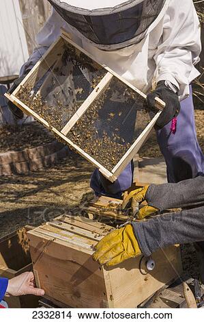 Back yard bee keepers pouring a new queen and her colony into a hive at the start of the season, Anchorage, Southcentral Alaska, USA. View Large Photo Image Picture - Back yard bee keepers pouring a new queen and her colony into a hive at the start of the season, Anchorage, Southcentral Alaska, USA.. Fotosearch